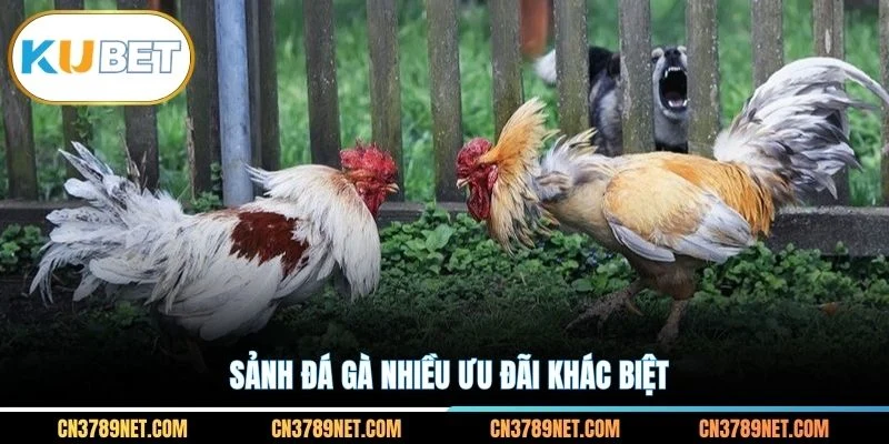 Sảnh đá gà nhiều ưu đãi khác biệt